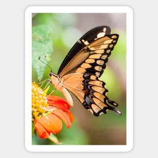 Giant Swallowtail Butterfly Sticker